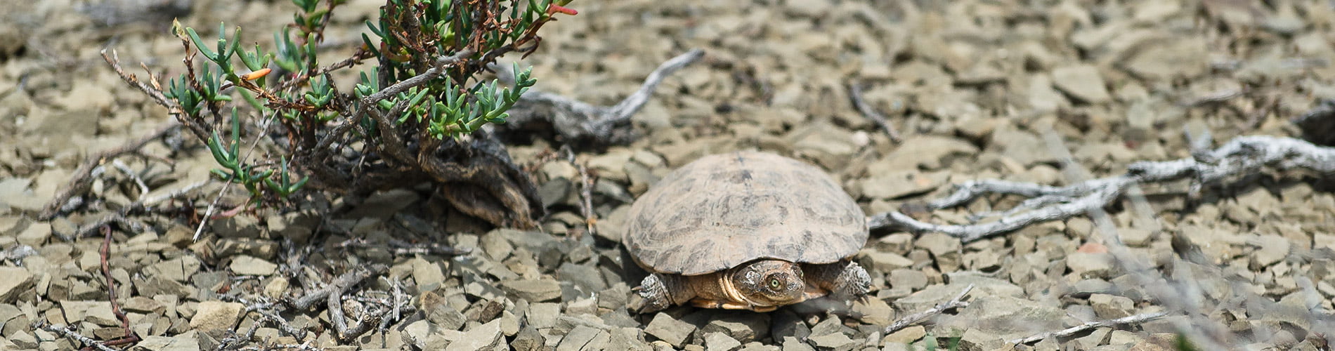 Game Viewing and Birders Trail